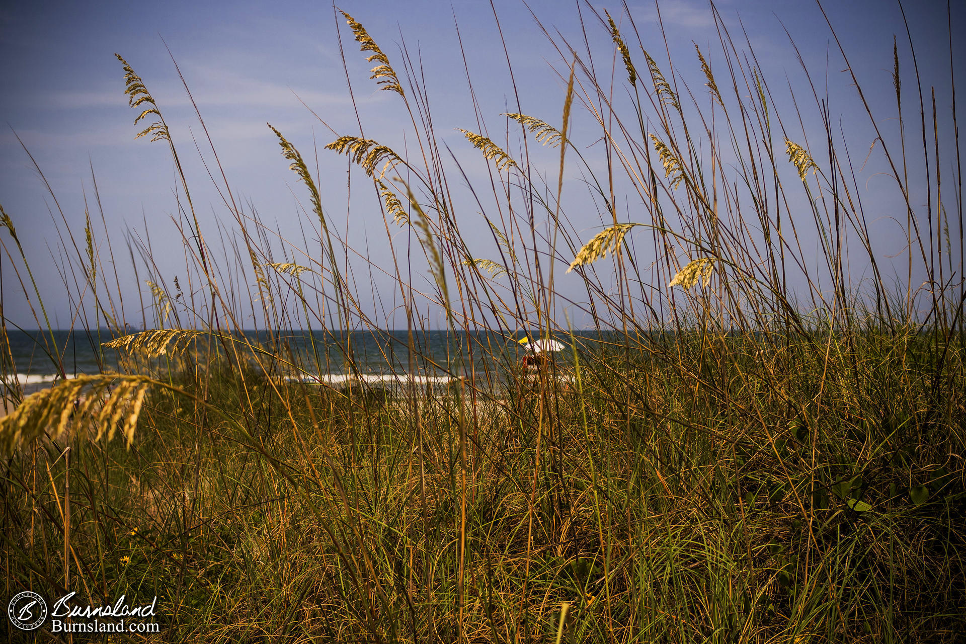 Sea Oats at Cocoa Beach