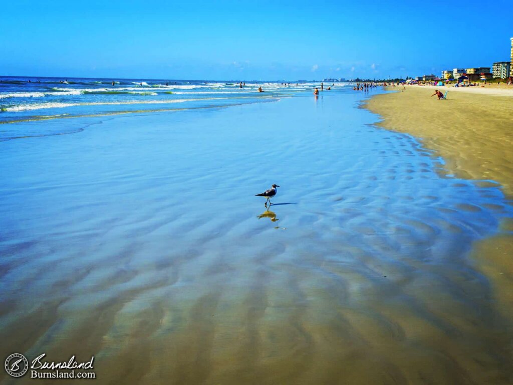 Seagull in the intertidal zone at Cocoa Beach