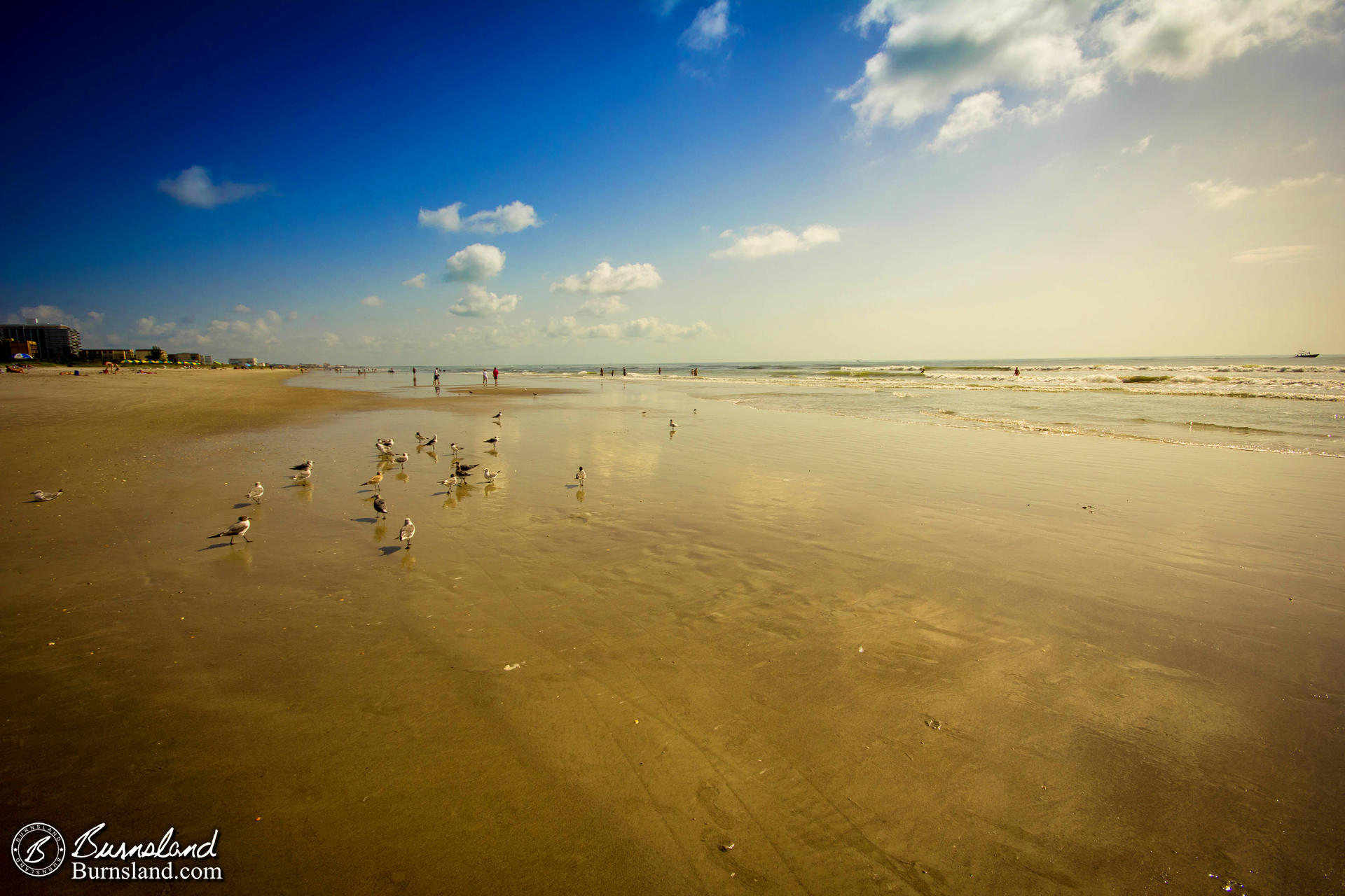 Seagulls in the Sun at Cocoa Beach, Florida