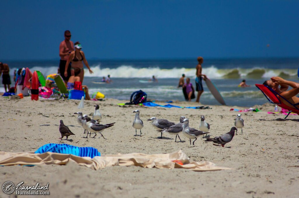 Seagulls on the Beach at Cocoa Beach, Florida