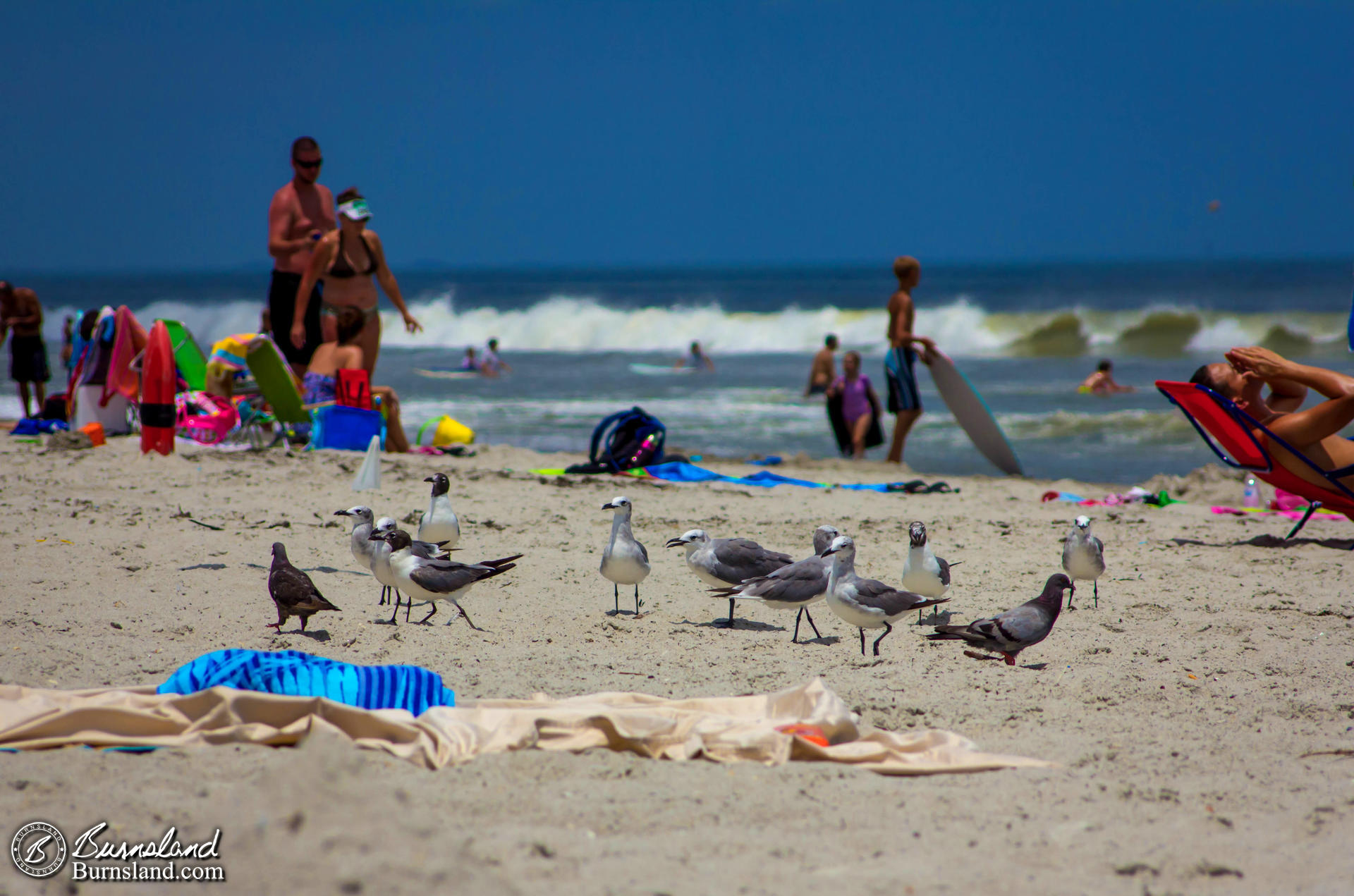 Seagulls on the Beach