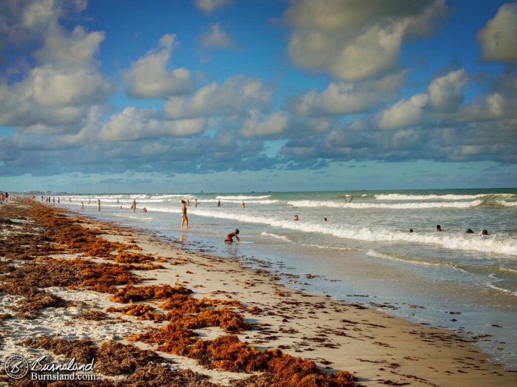 Seaweed on the Beach at Cocoa Beach, Florida