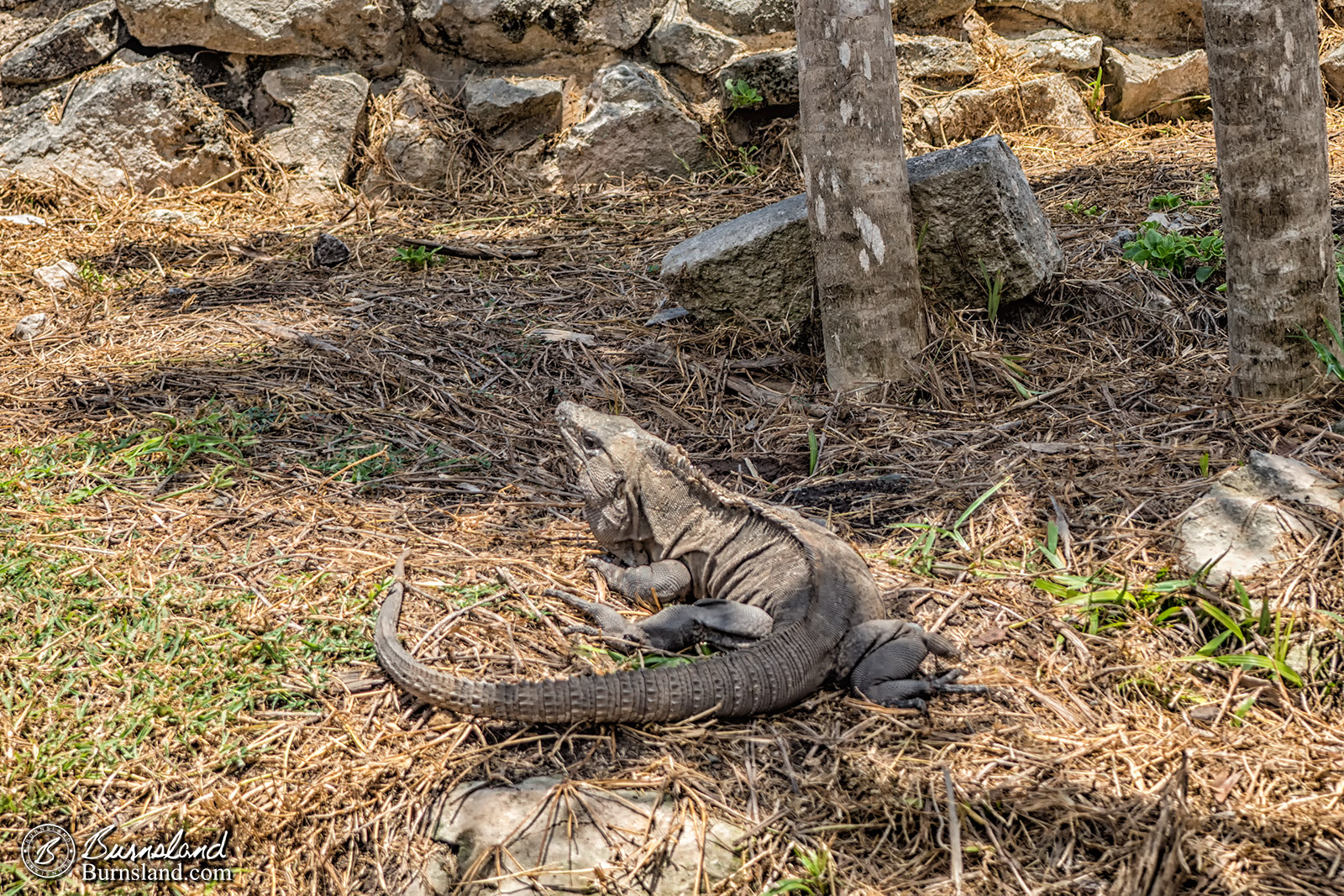 Iguana at the Temple of the Frescoes at the Mayan ruins at Tulum in Mexico.