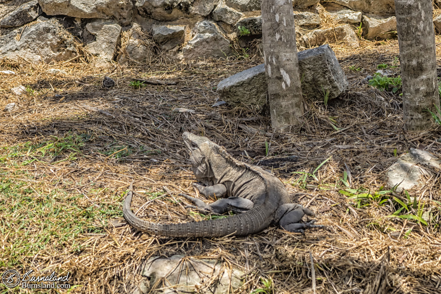 Iguana at the Temple of the Frescoes at the Mayan ruins at Tulum in Mexico.