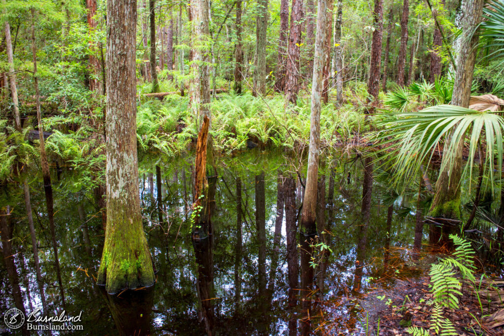 Shingle Creek Regional Park in Kissimmee, Florida