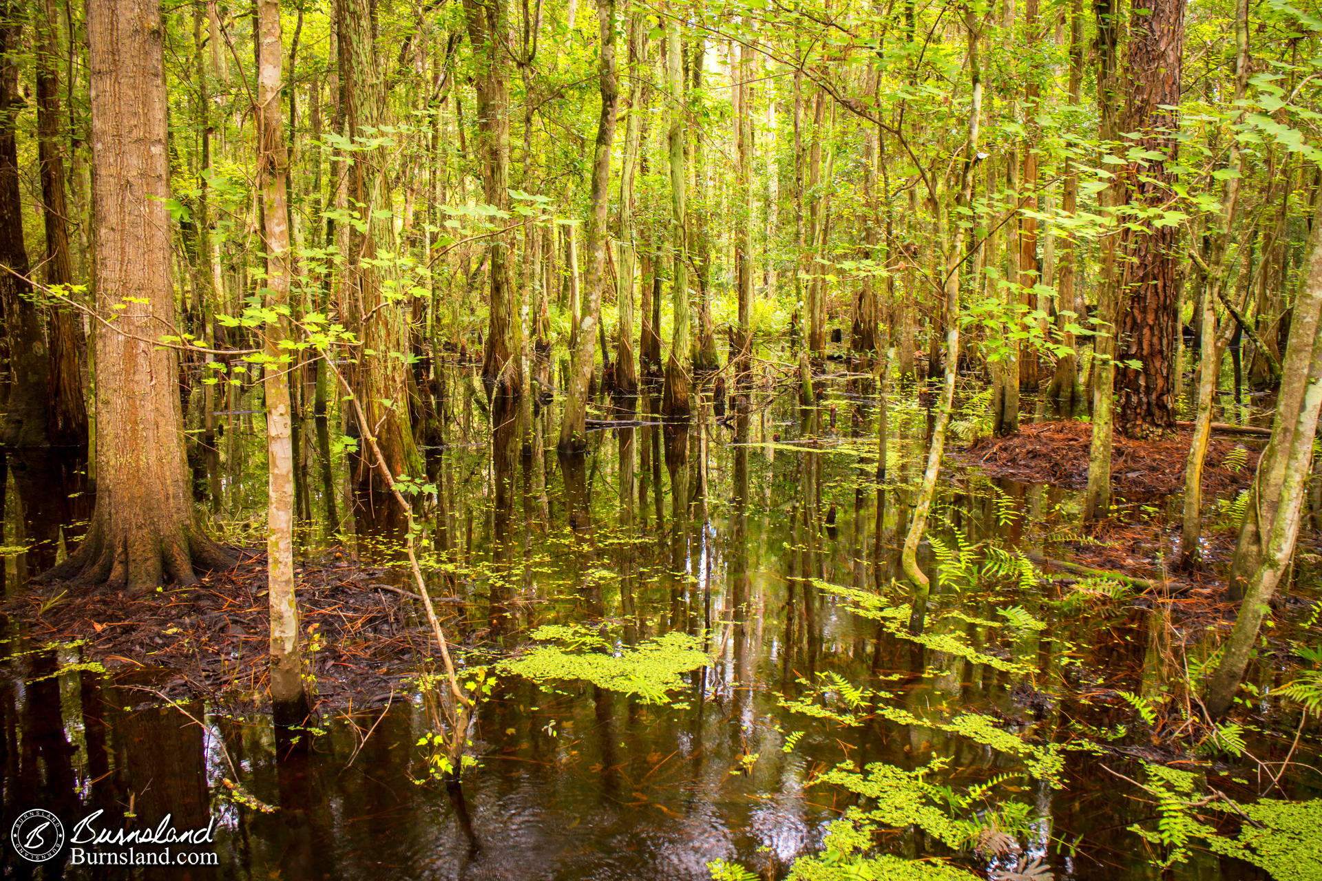 Shingle Creek Regional Park in Kissimmee, Florida