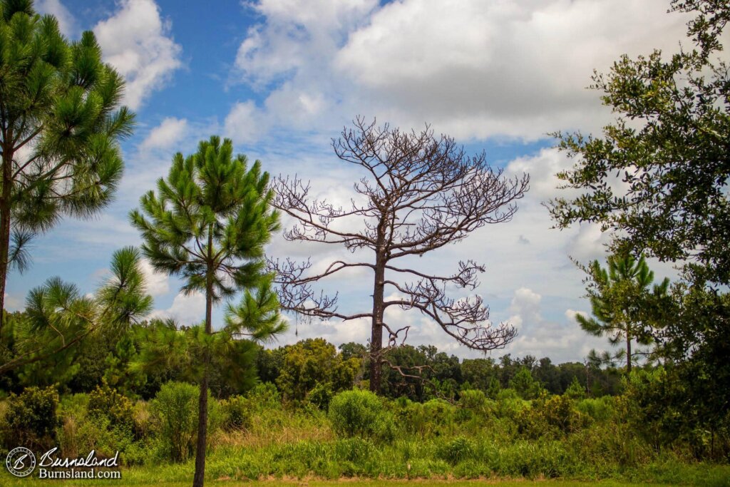 Shingle Creek Regional Park in Kissimmee, Florida