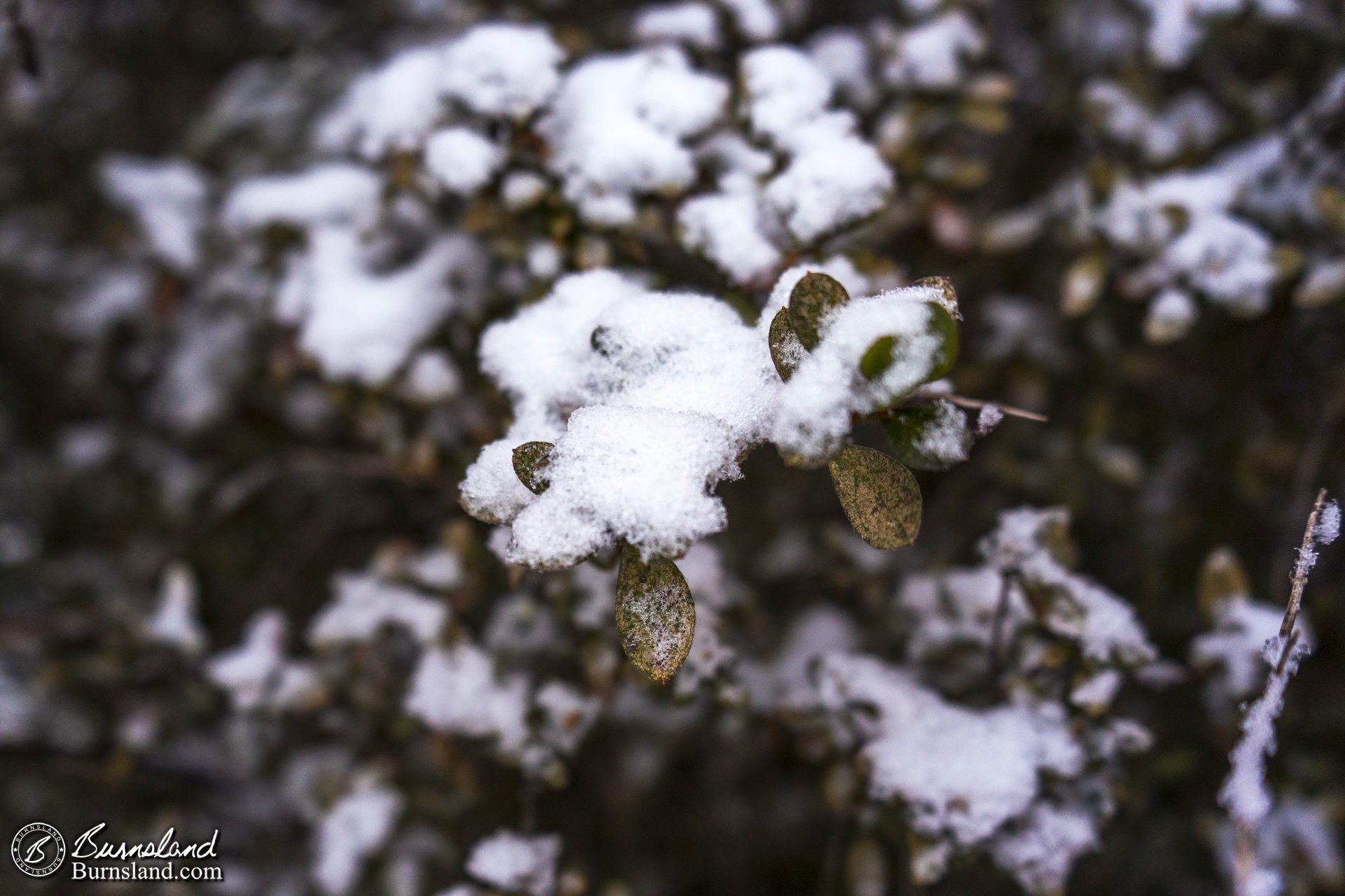 Snow on the bushes