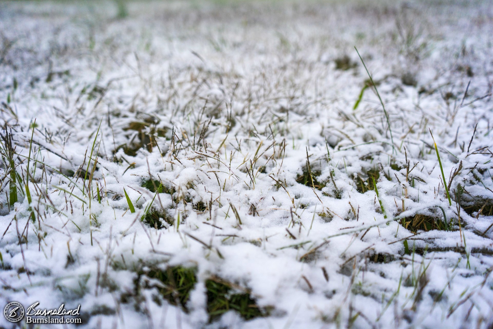 Snow grass