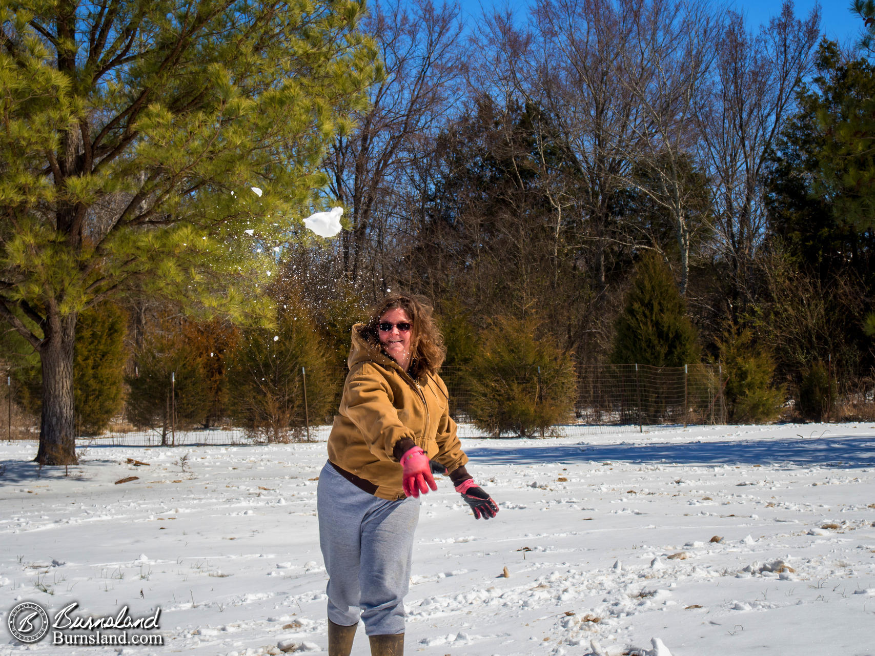 Snow in the Woods