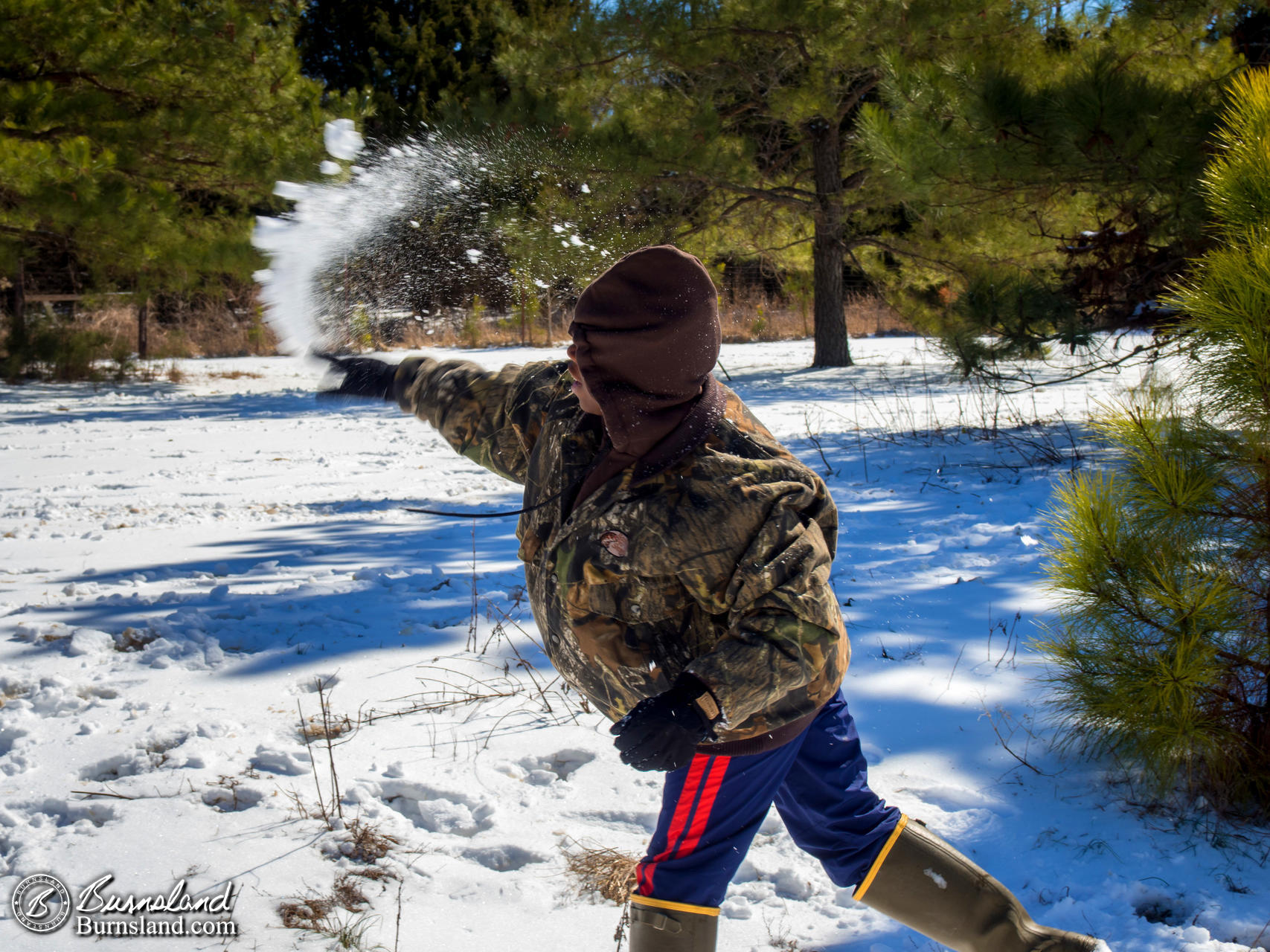 Snow in the Woods