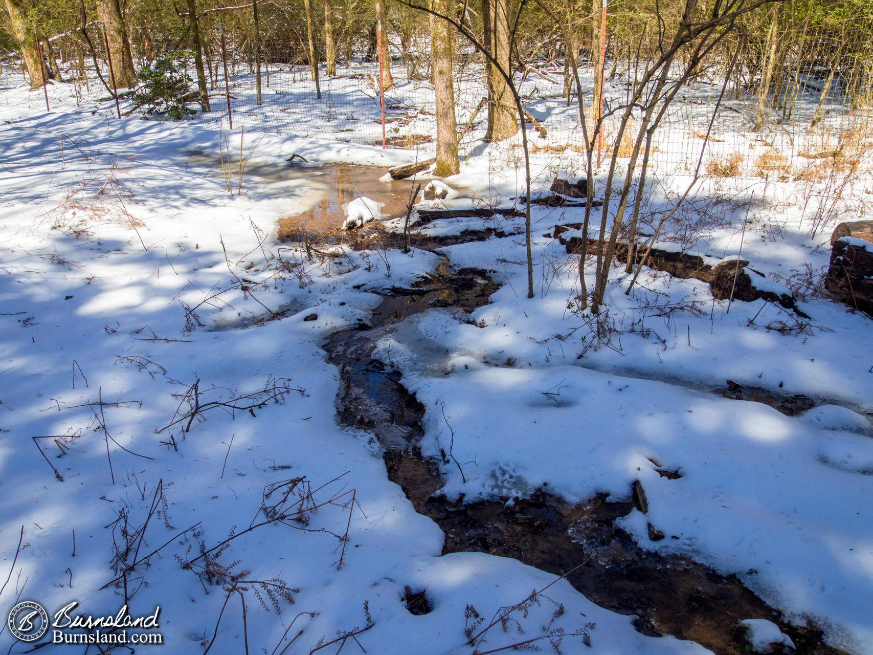 Snow in the Woods