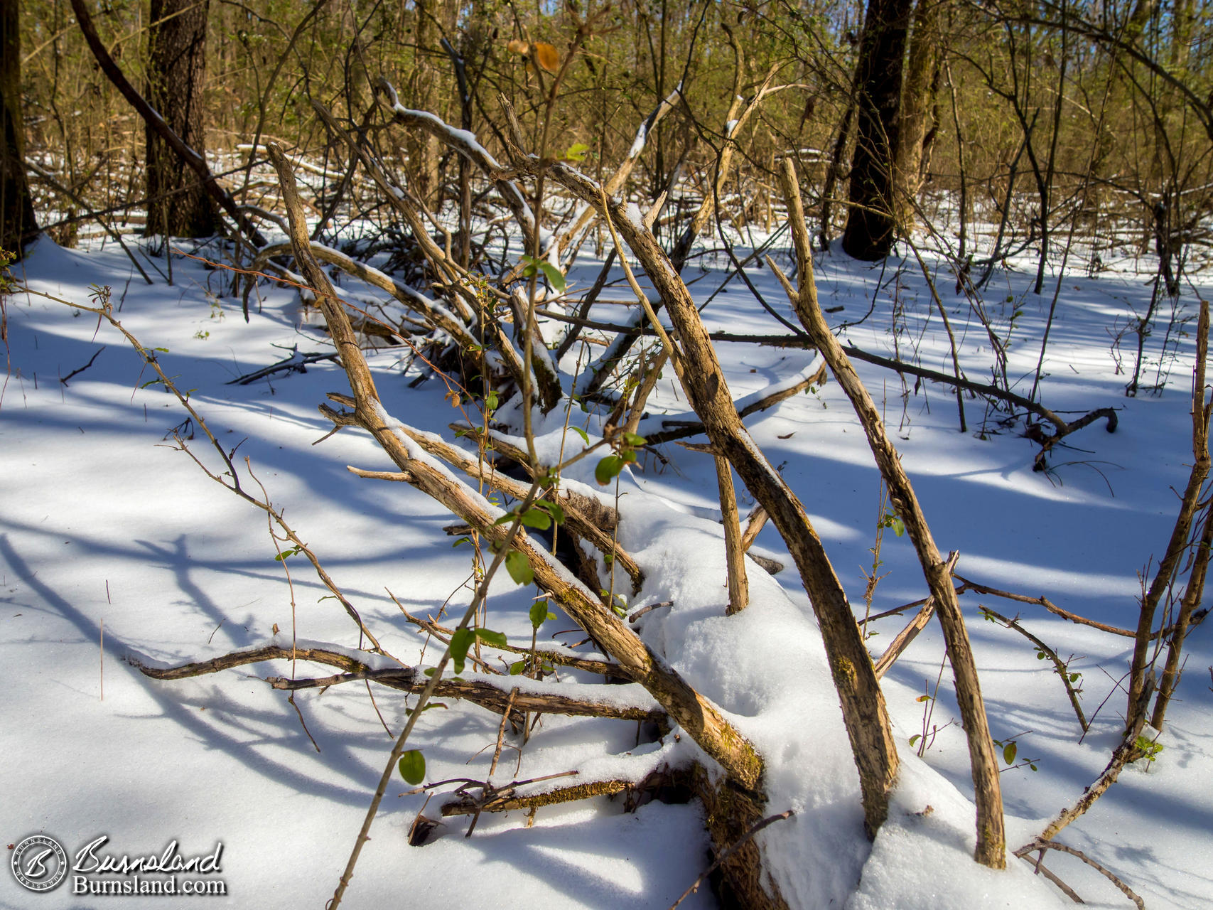 Snow in the Woods