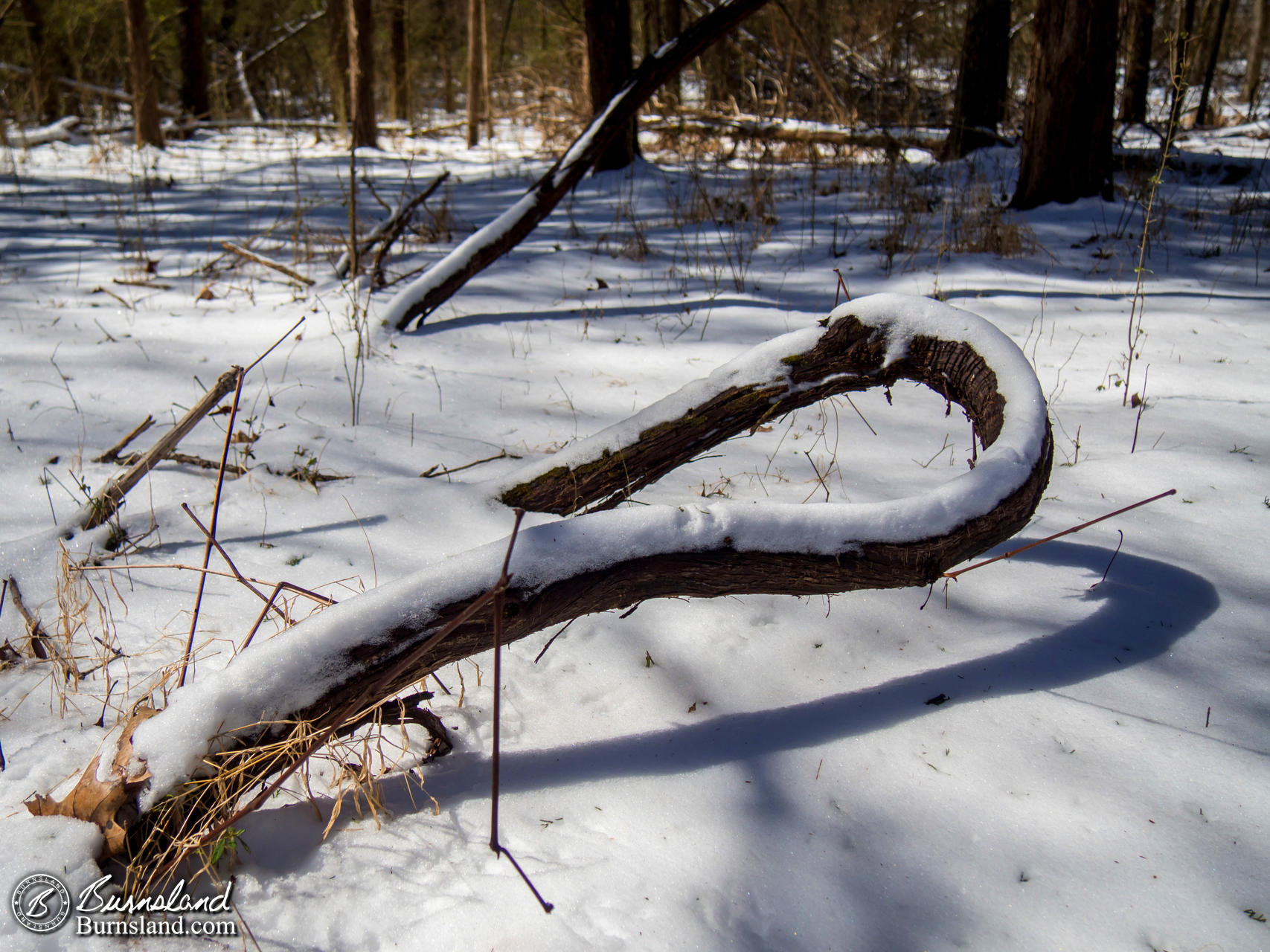 Snow in the Woods