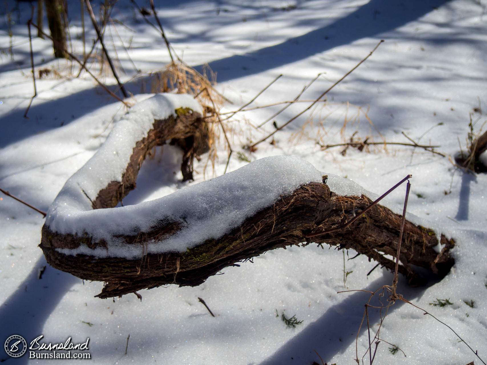 Snow in the Woods