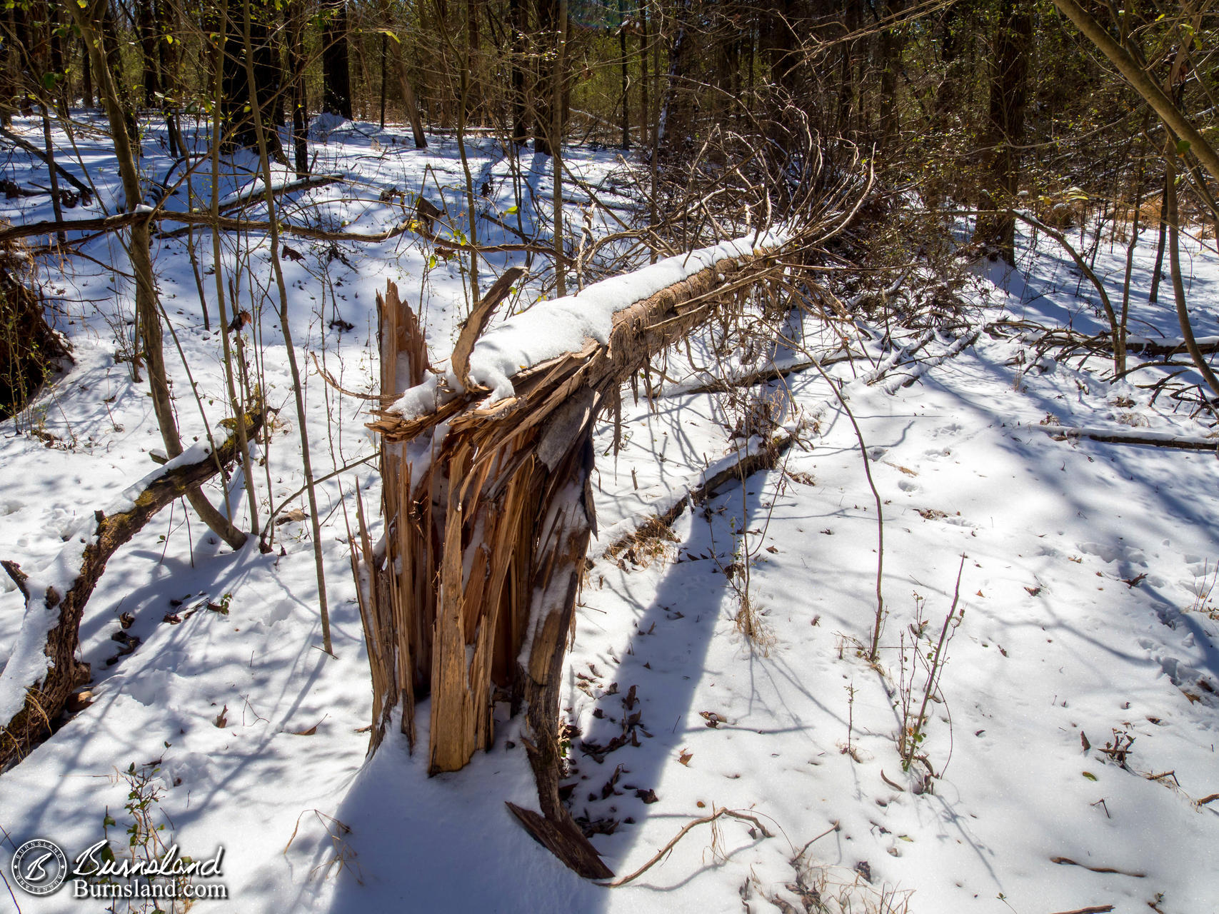 Snow in the Woods