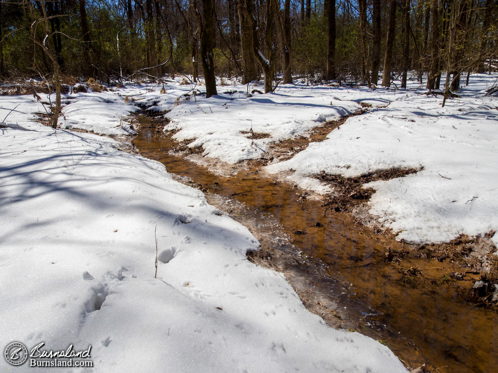 Snow in the Woods