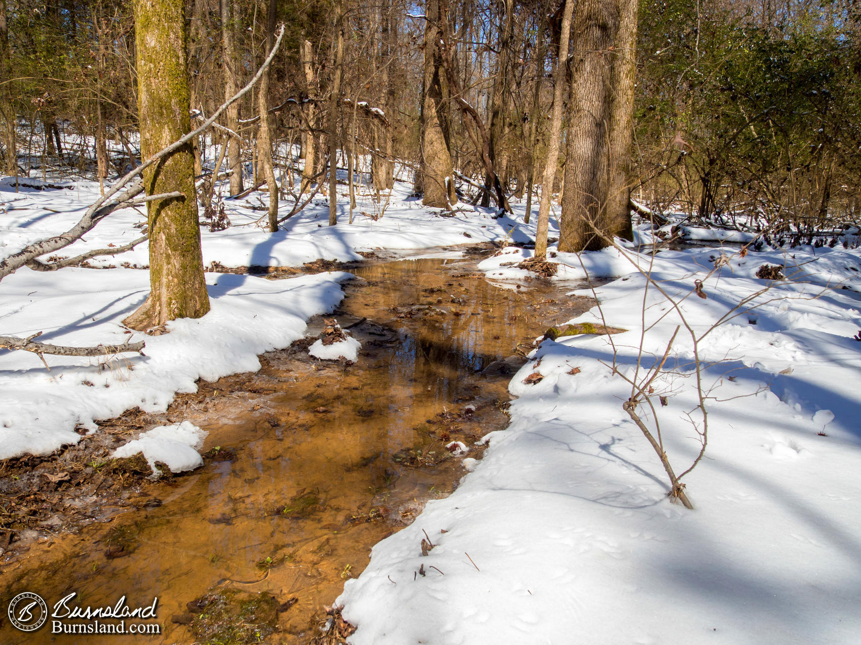 Snow in the Woods