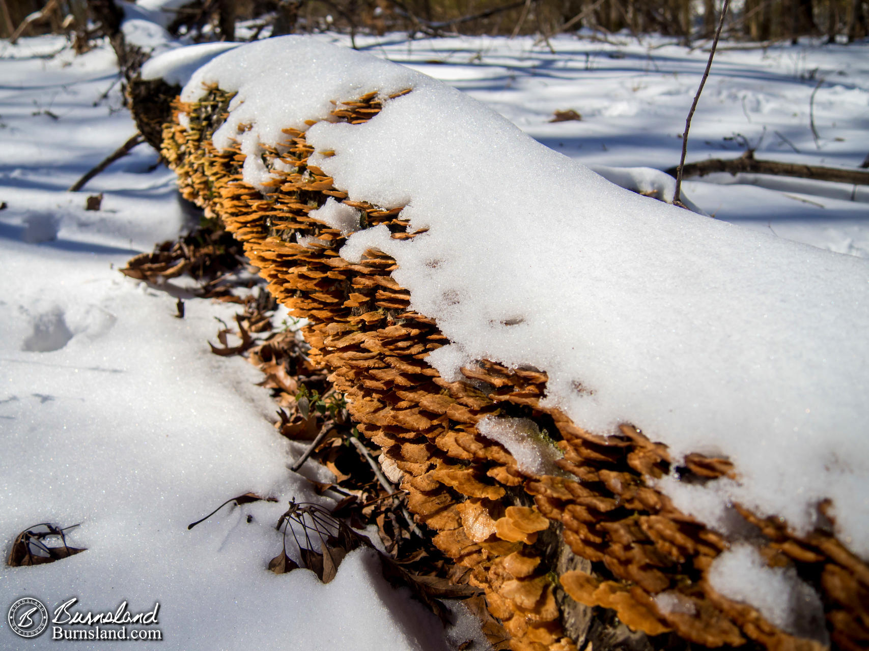 Snow in the Woods