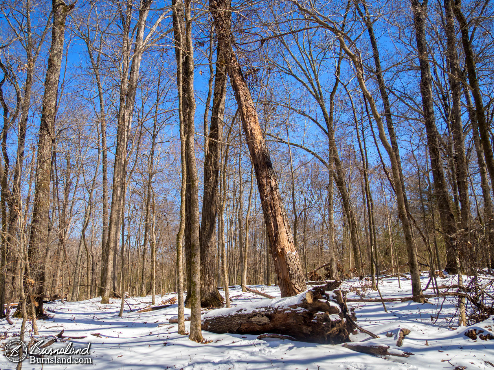 Snow in the Woods