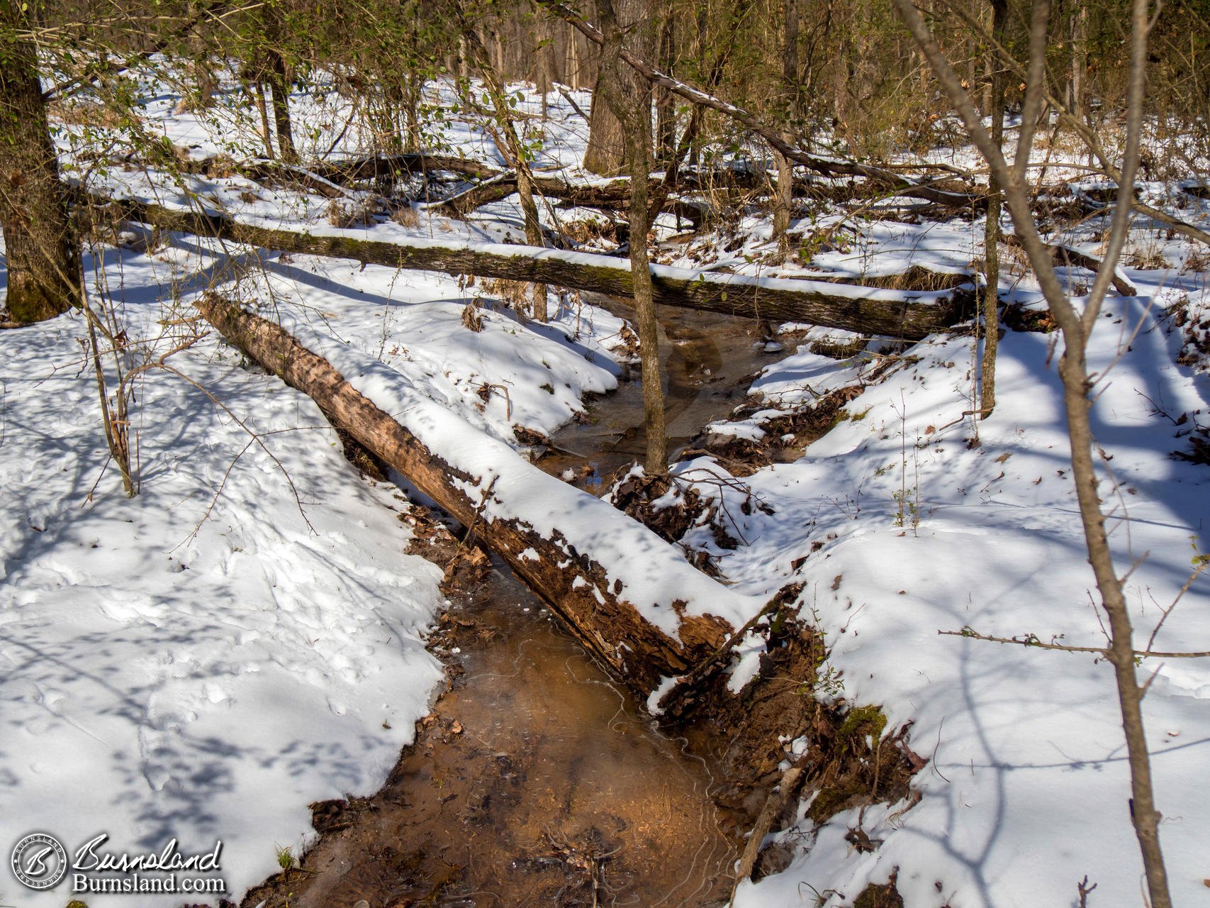 Snow in the Woods