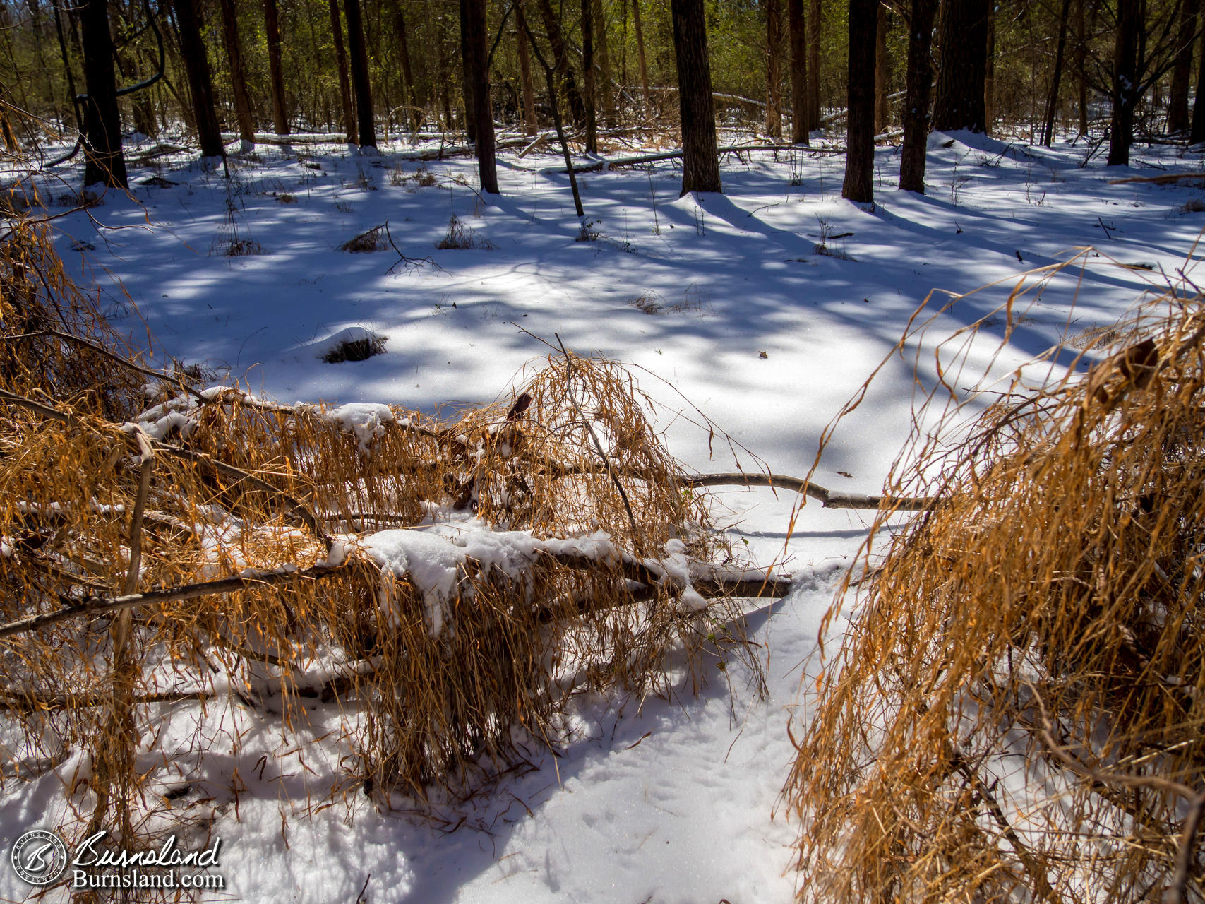 Snow in the Woods