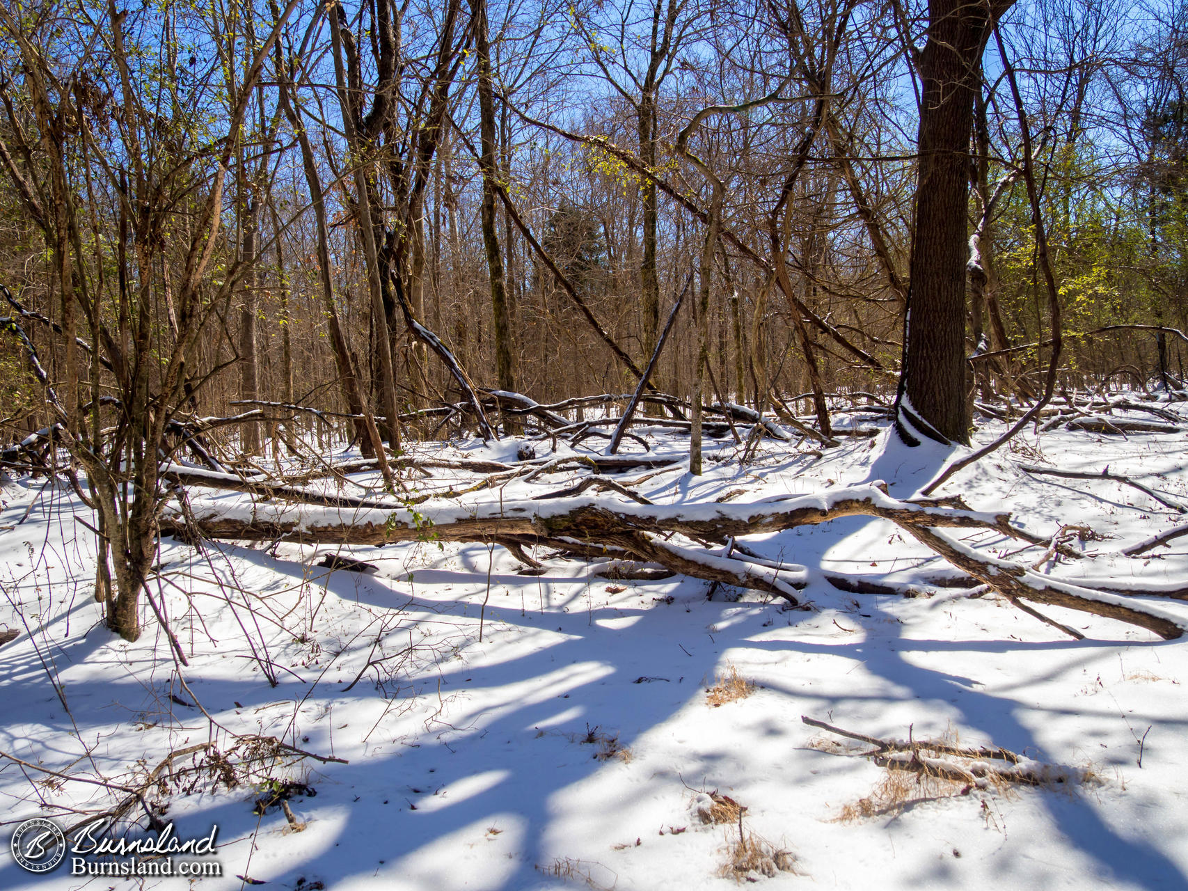 Snow in the Woods