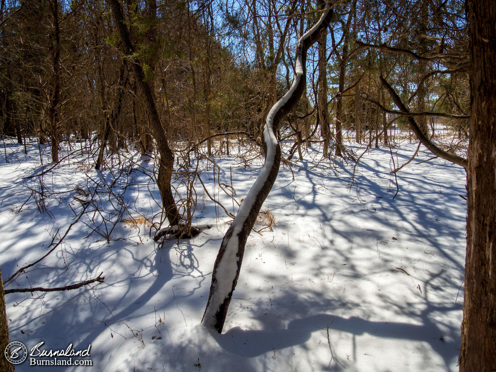 Snow in the Woods