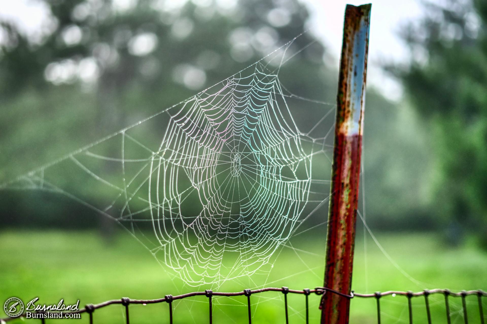 A spider web is highlighted by drops of dew on the fence of our horse pasture, although the spider is nowhere to be seen.