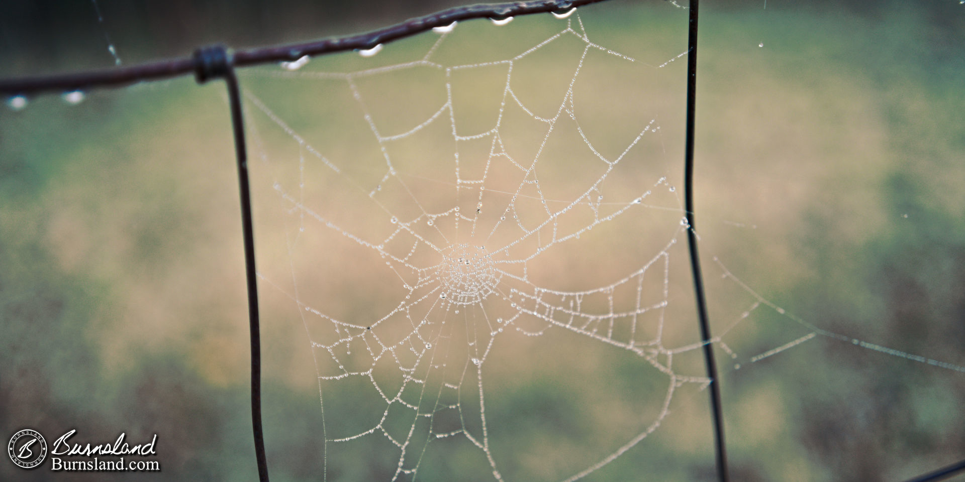 A dew-covered spider web