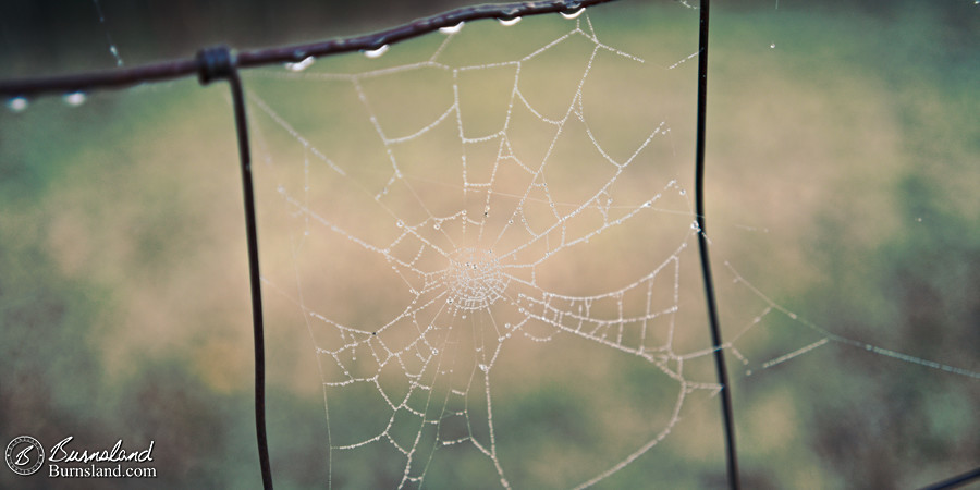 A dew-covered spider web