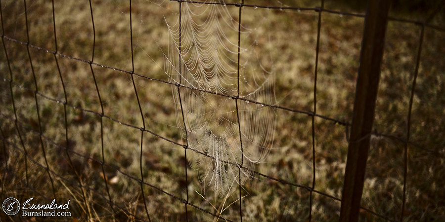 A dew-covered spider web