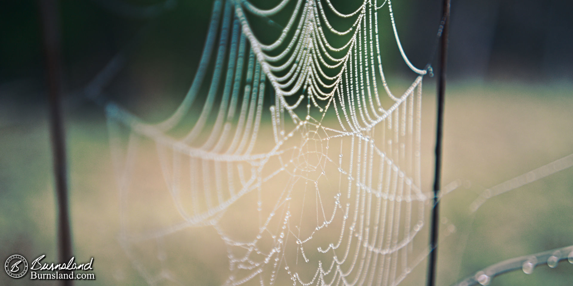 Spider Webs and Fall Colors