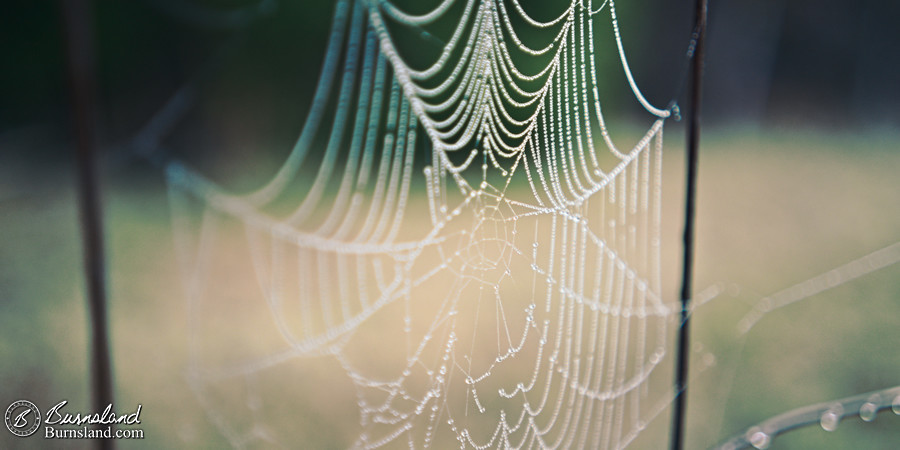 A dew-covered spider web