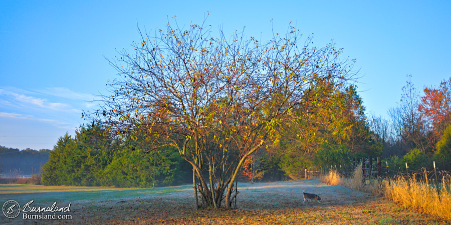 A crabapple tree in fall