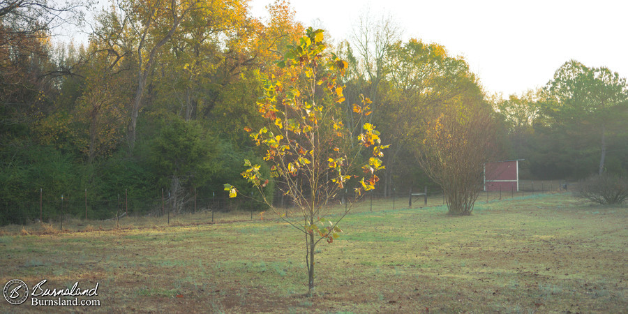 A tulip poplar tree in fall