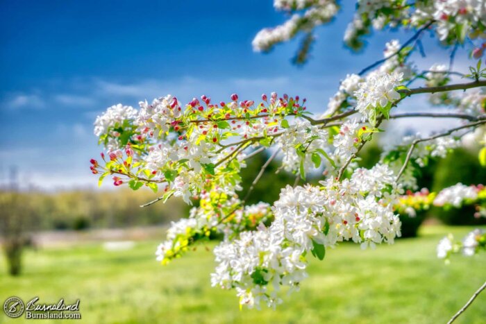 Colorful spring blossoms fill our front yard in the latest entry in the 50with50 series