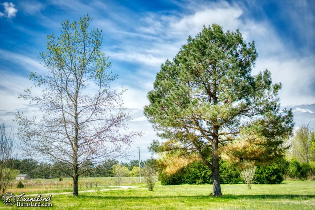 This look at two trees in our front yard in spring is the latest entry in the 50with50 series. 