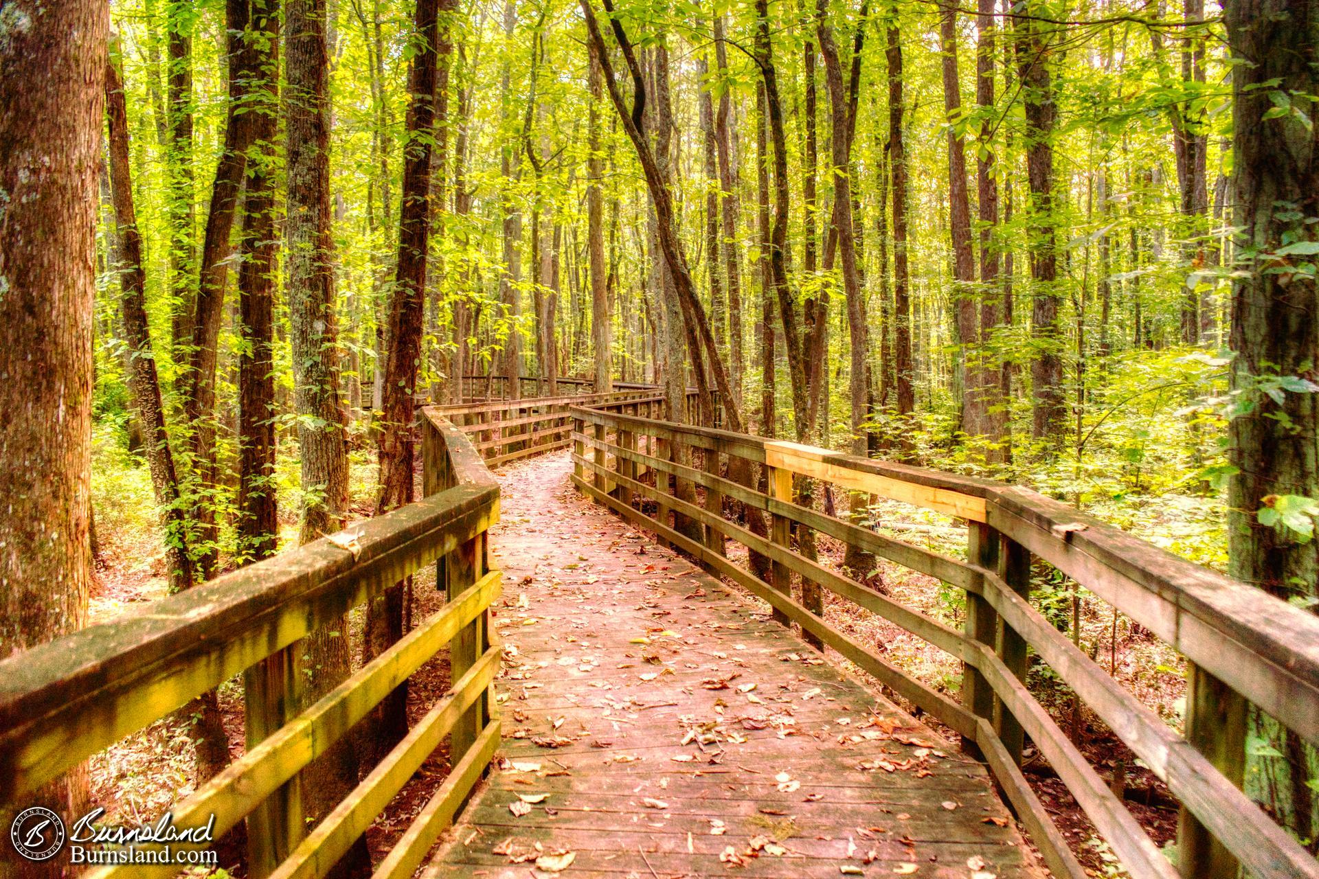 The wooden boardwalk at the William B. Clark State Natural Area near Rossville, Tennessee, winds through the trees, zigzagging back and forth.