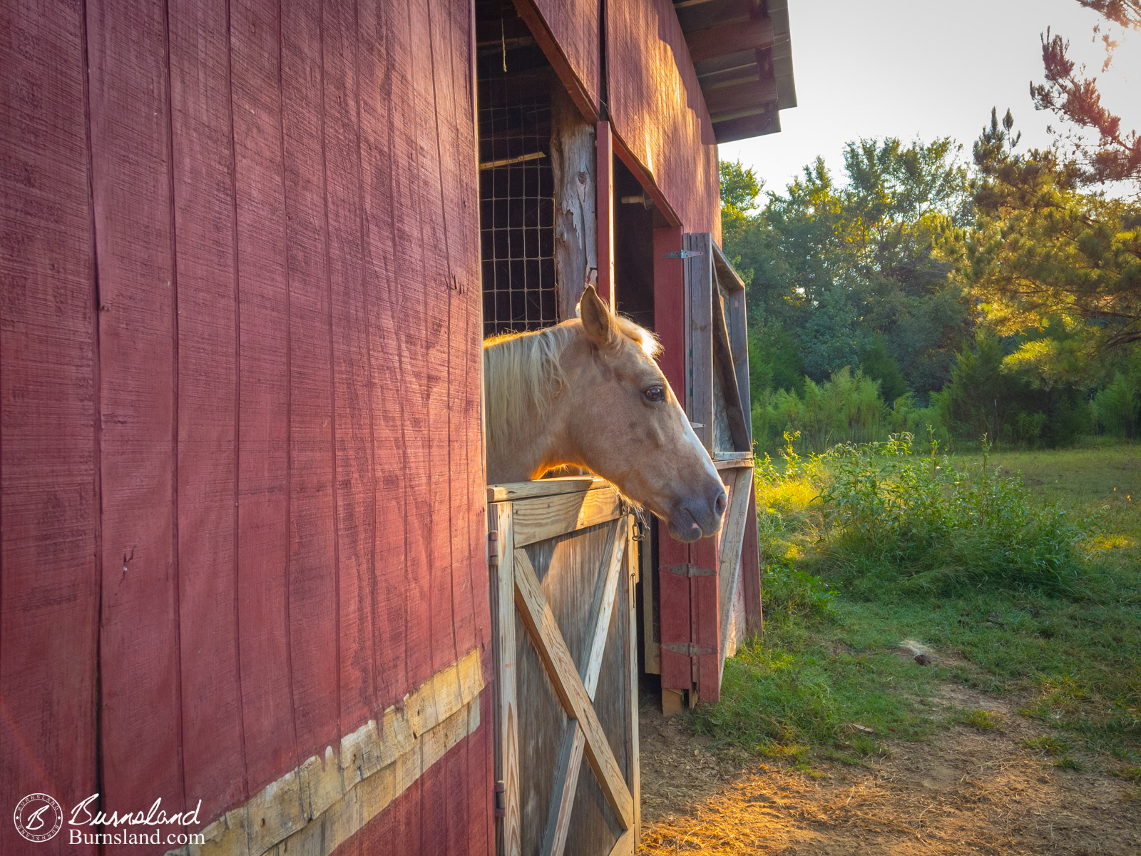 Steve's Photography Tips: Shoot Raw with Your Phone