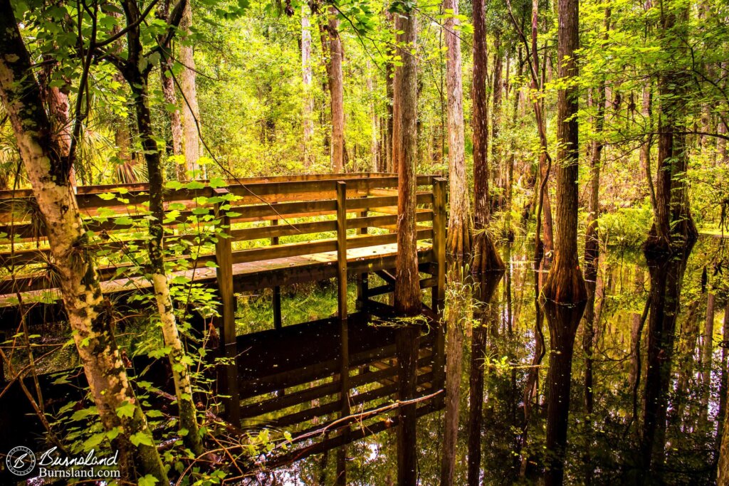 Still Water in the Swamp at Shingle Creek Regional Park in Kissimmee, Florida