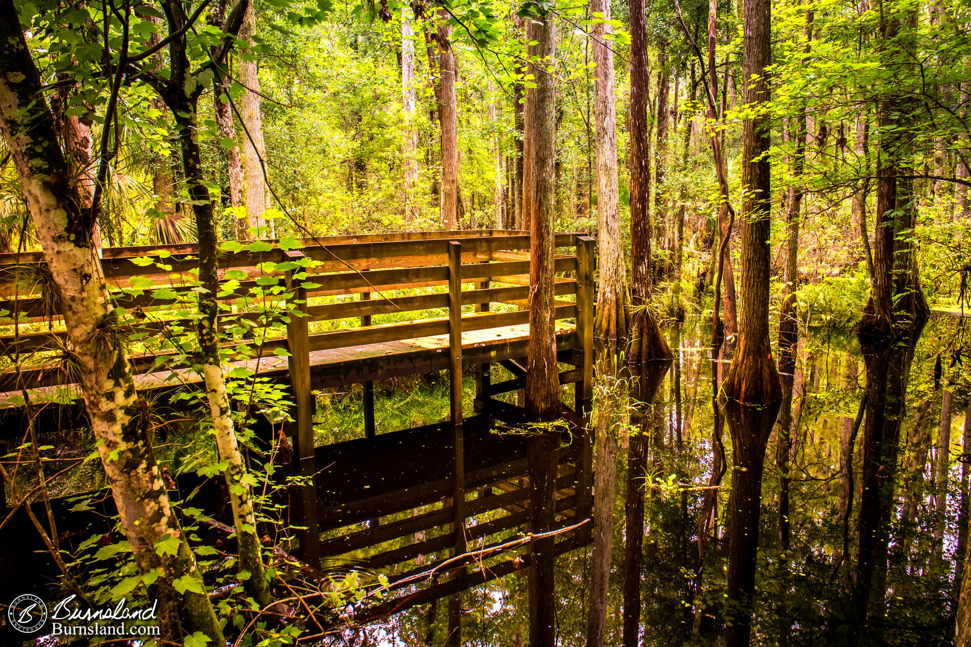 Still Water in the Swamp