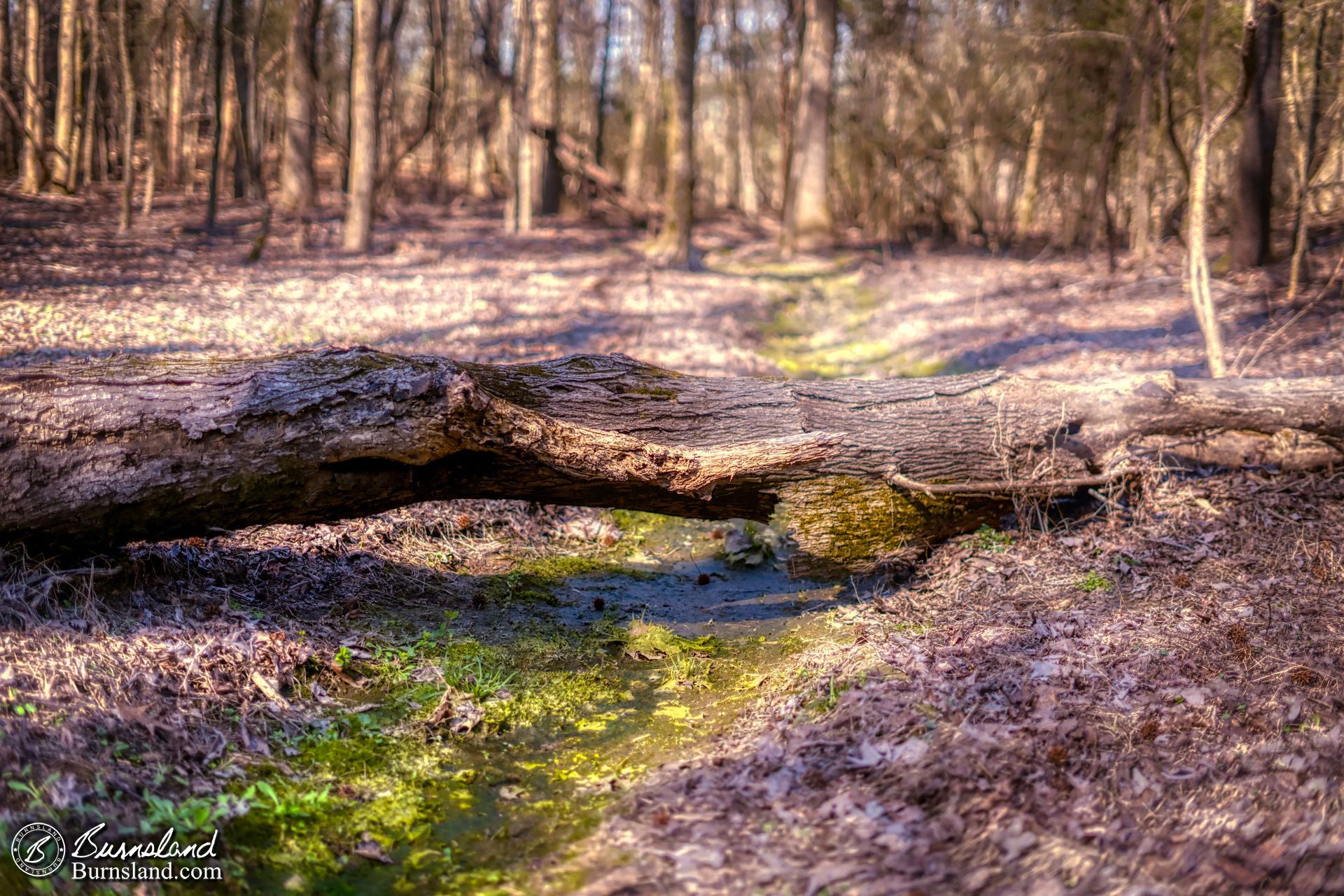 A stream bed runs under a log in the woods behind our house.