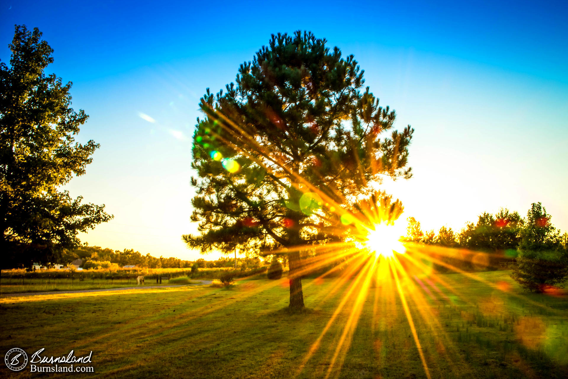 Sunset Through a Tree