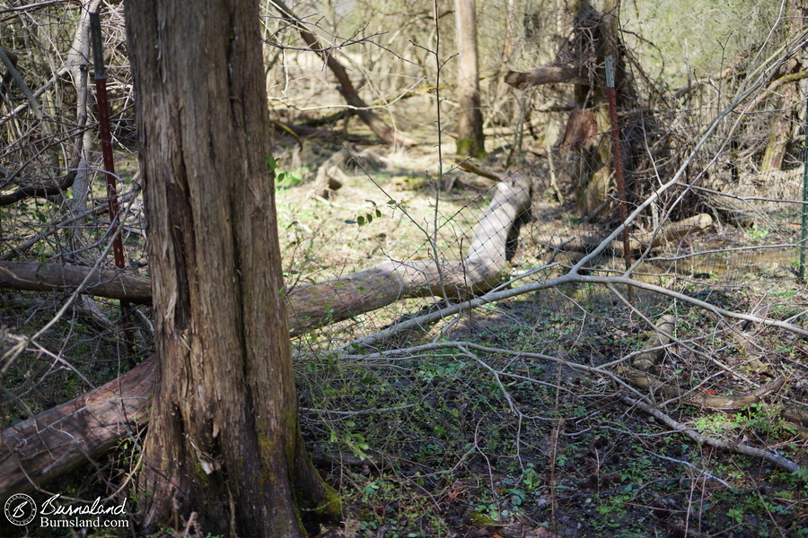 Tree on the horse fence