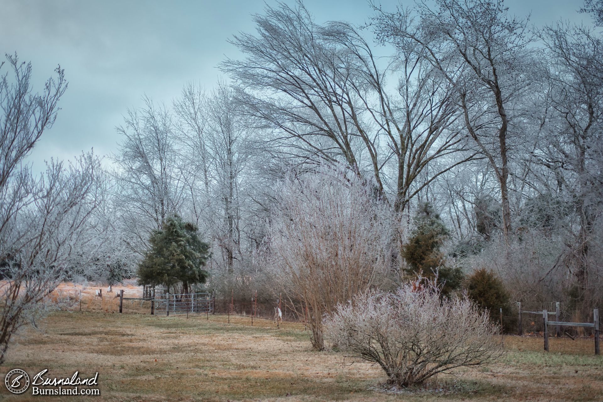 Ice and trees