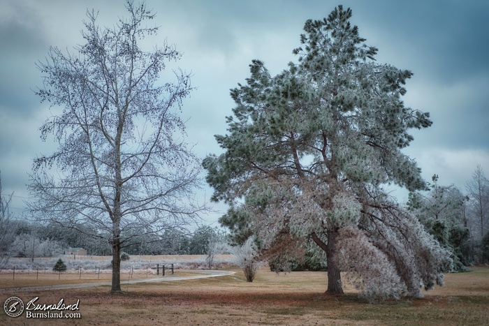 Ice on the trees from the ice storm