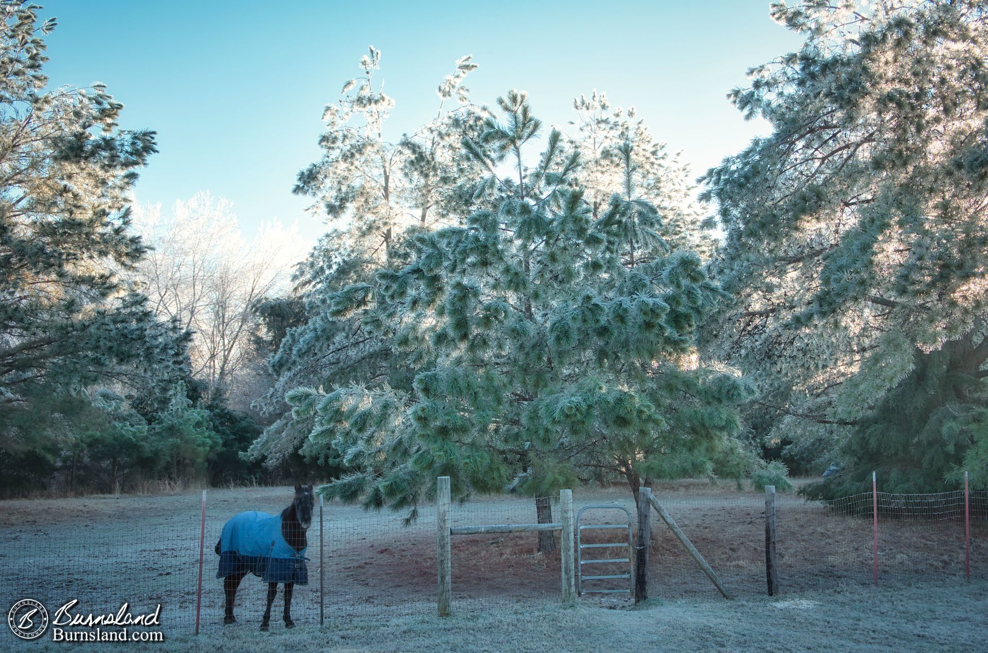 Sunny day after an ice storm, and a horse