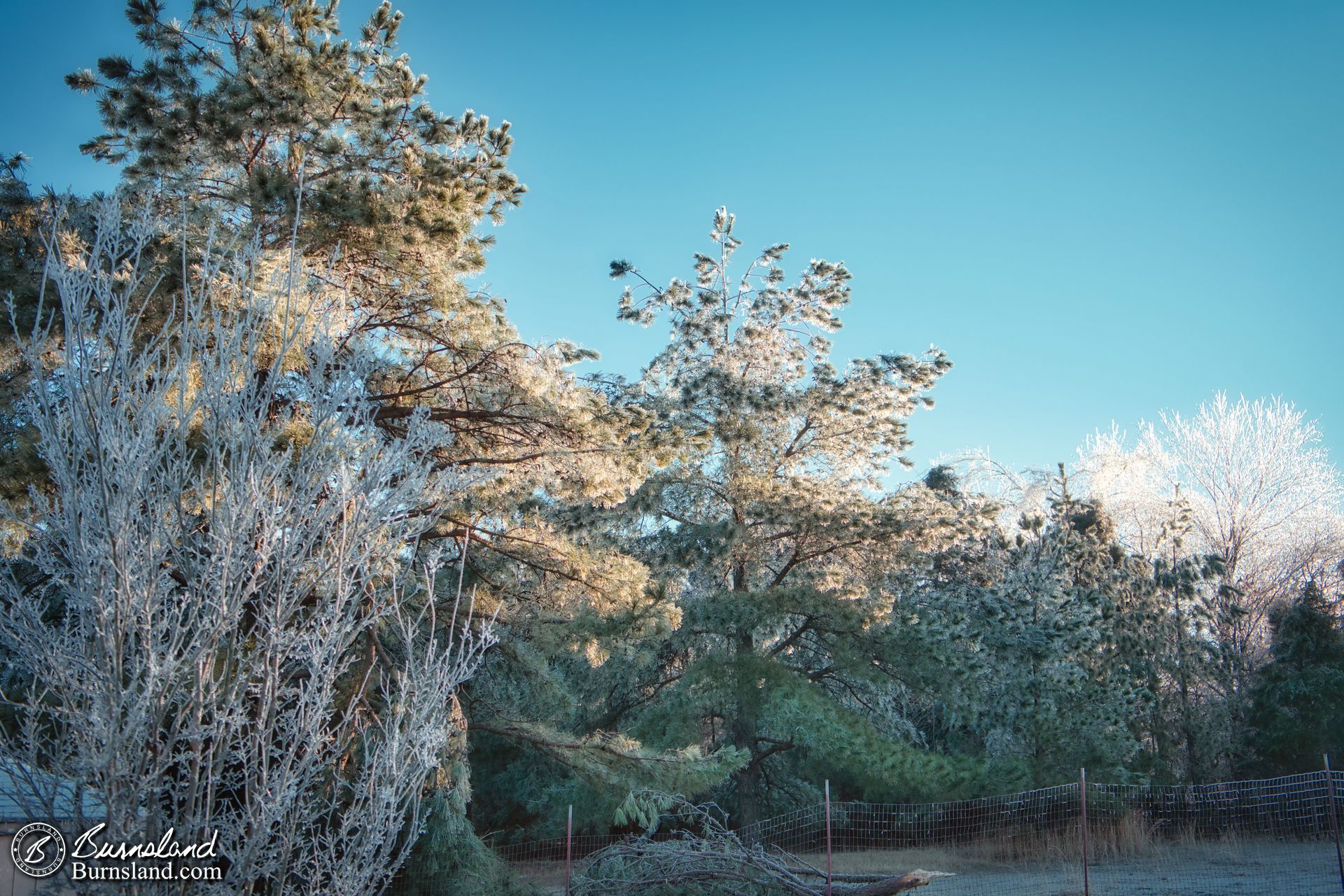 Ice and trees on a sunny day