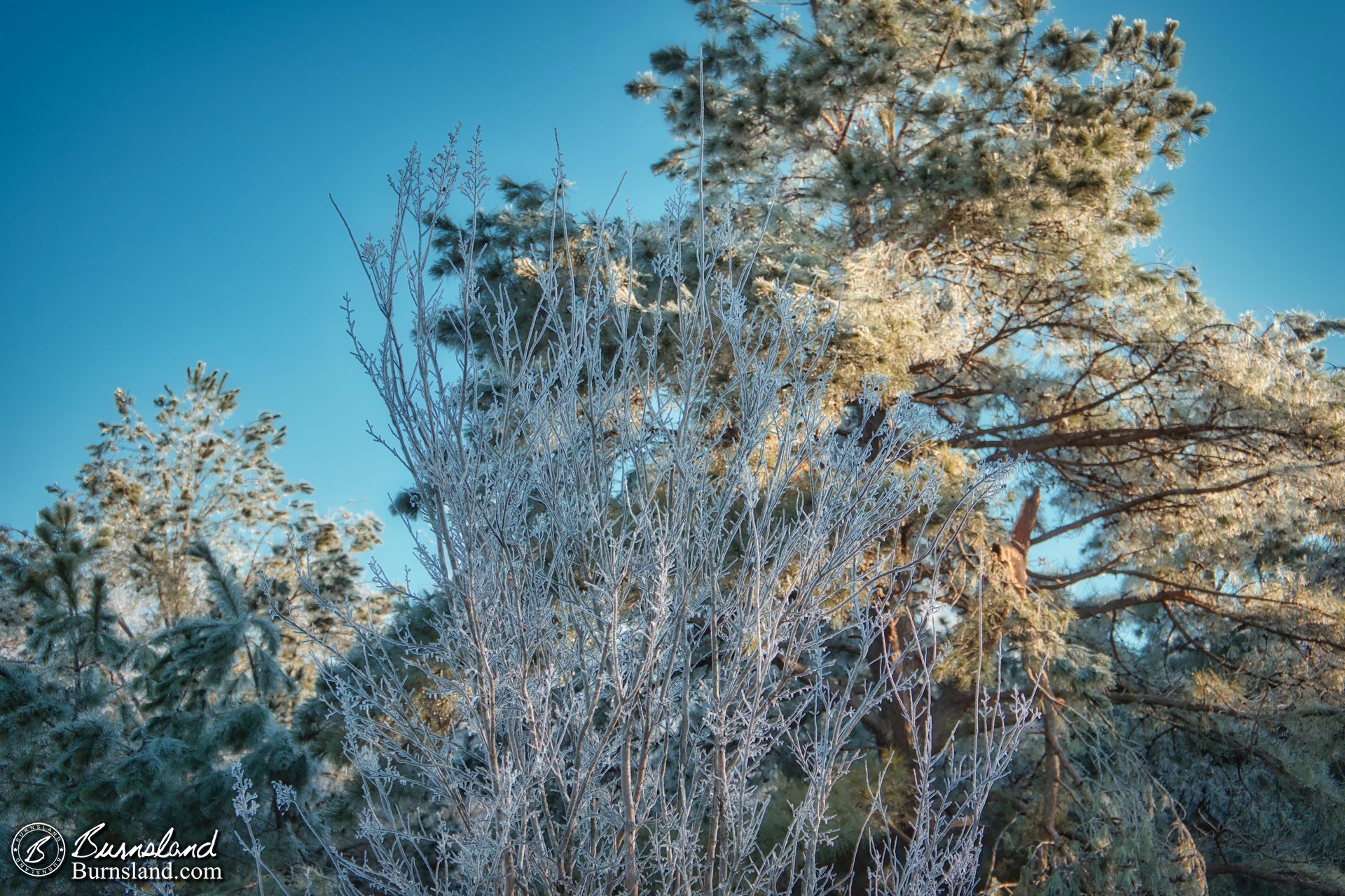 Ice and trees on a sunny day